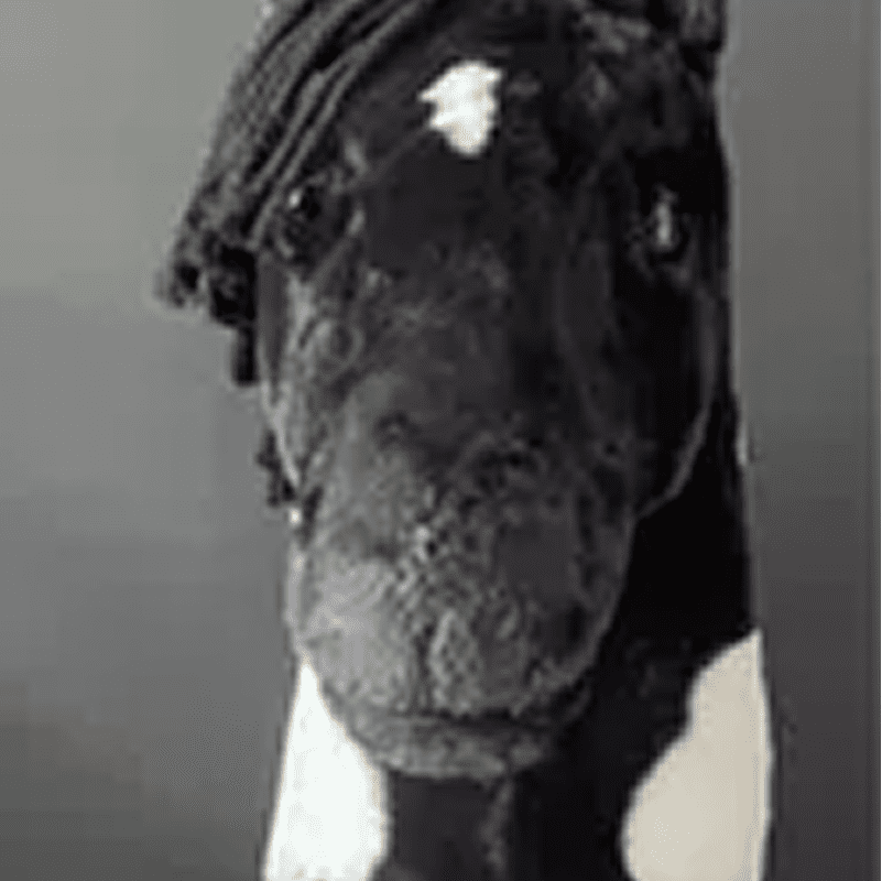 Close-up of a black and white horse's face, with a braided mane and a small white patch between its eyes.
